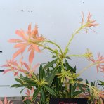 Pieris japonský (Pieris japonica) ´FLAMING SILVER´ - výška 30-40 cm, kont. C2L